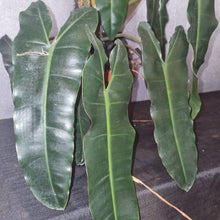 Load image into Gallery viewer, Philodendron | Atabapoense X Billitiae Mature Plant
