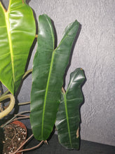 Load image into Gallery viewer, Philodendron | Atabapoense X Billitiae Mature Plant
