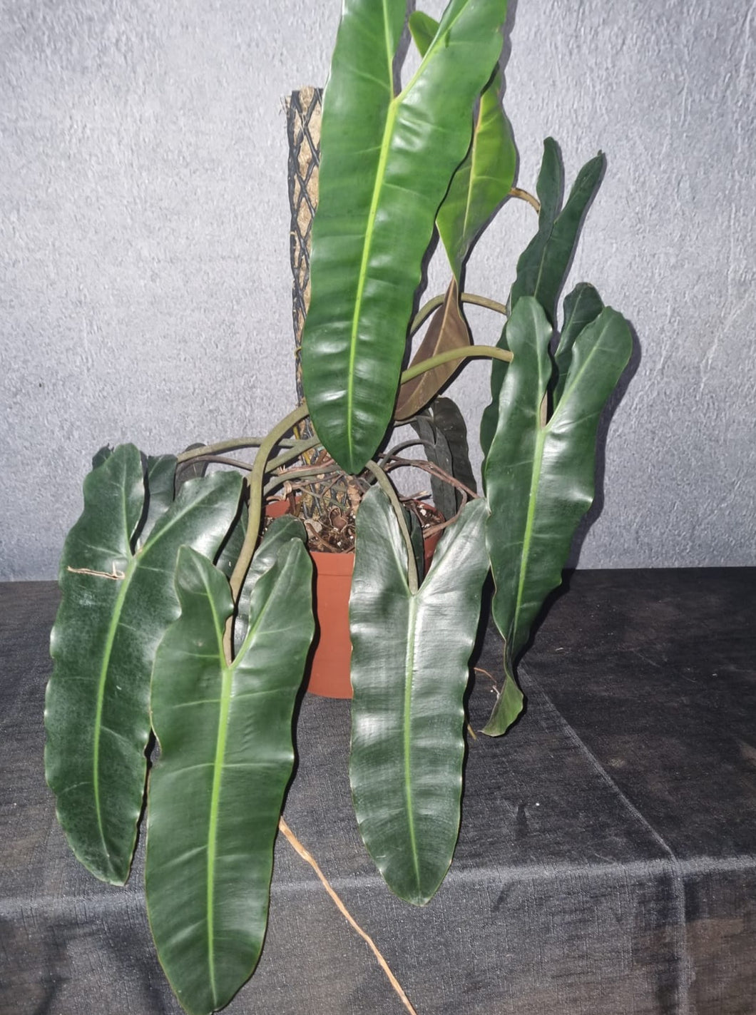 Philodendron | Atabapoense X Billitiae Mature Plant