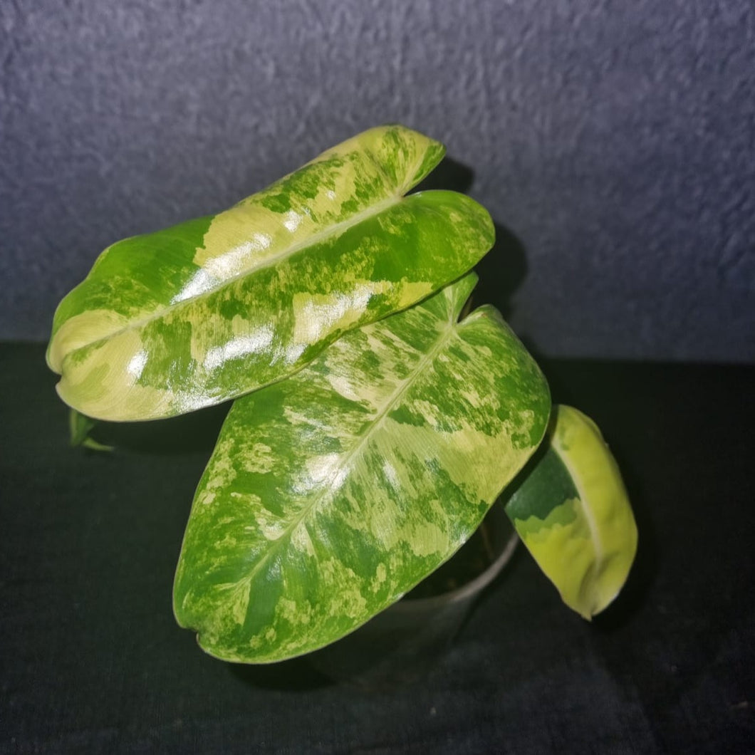 Philodendron | Burle Marx Variegated