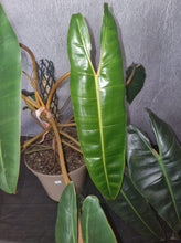 Load image into Gallery viewer, Philodendron | Billietiae Mature Plant
