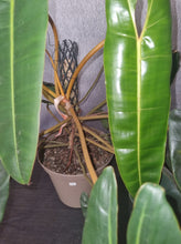 Load image into Gallery viewer, Philodendron | Billietiae Mature Plant
