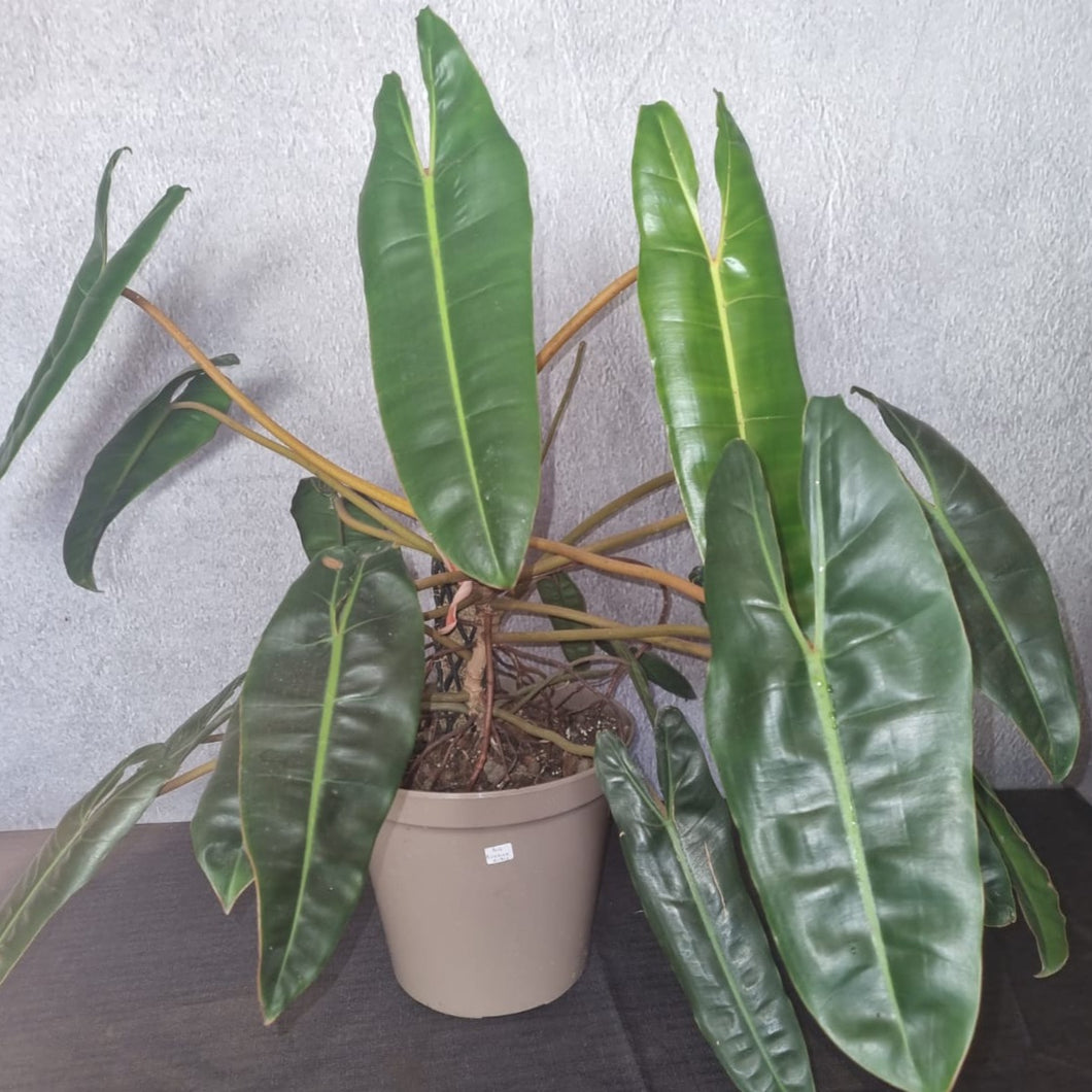 Philodendron | Billietiae Mature Plant