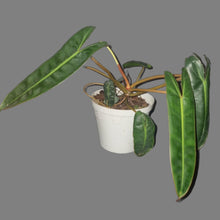 Load image into Gallery viewer, Philodendron | Billietiae Small
