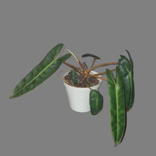 Load image into Gallery viewer, Philodendron | Billietiae Small

