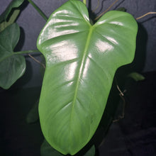 Load image into Gallery viewer, Philodendron | Bipennifolium

