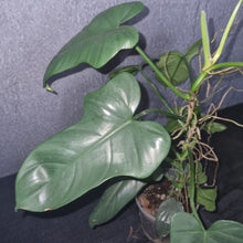 Load image into Gallery viewer, Philodendron | Bipennifolium
