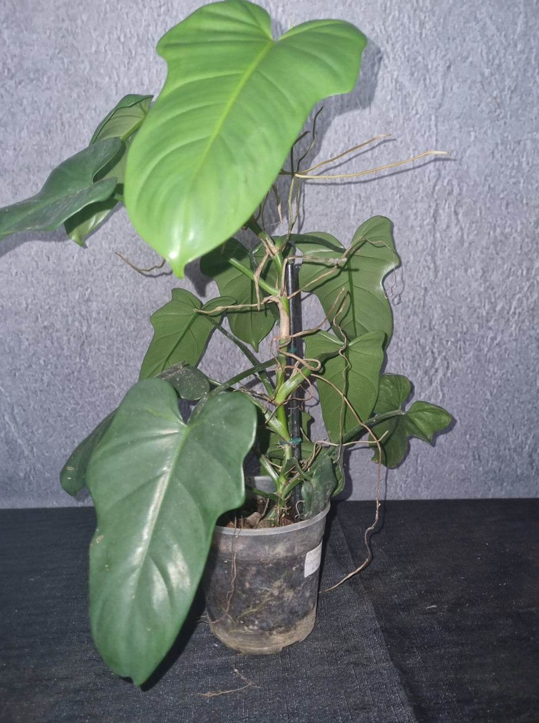 Philodendron | Bipennifolium