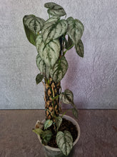 Load image into Gallery viewer, Philodendron | Brandtianum
