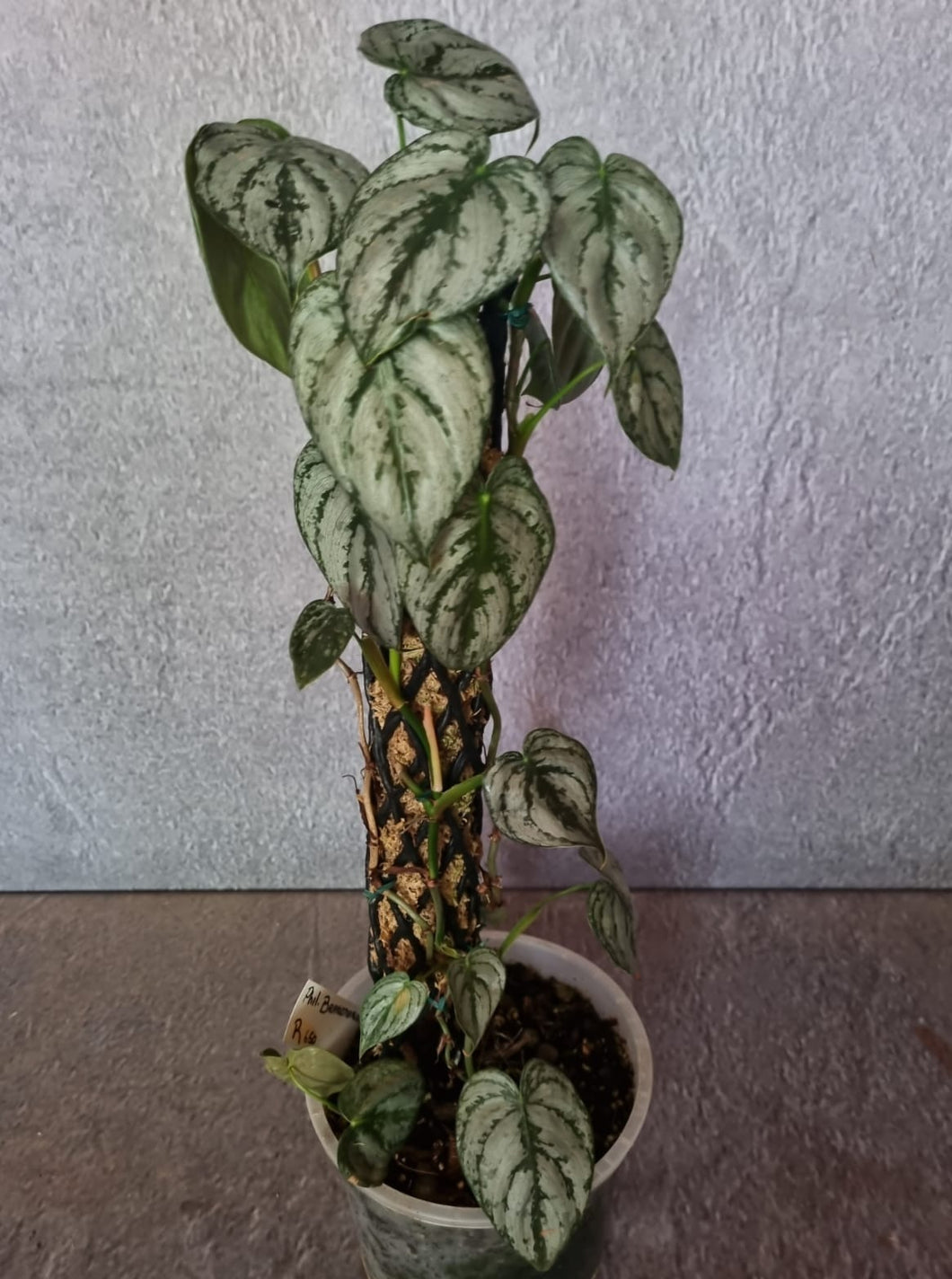 Philodendron | Brandtianum