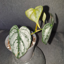 Load image into Gallery viewer, Philodendron | Brandtianum Small
