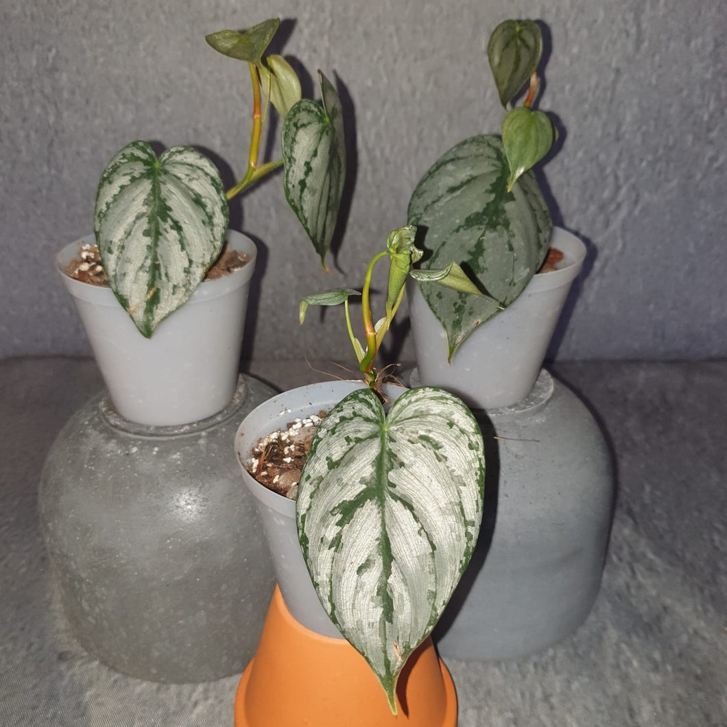 Philodendron | Brandtianum Small