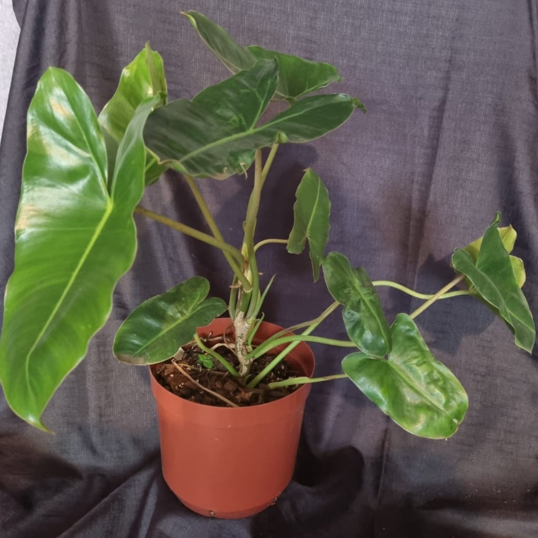 Philodendron | Green Burle Marx Large