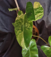Load image into Gallery viewer, Philodendron | Burle Marx Variegated
