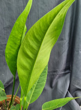 Load image into Gallery viewer, Anthurium | Coriaceum
