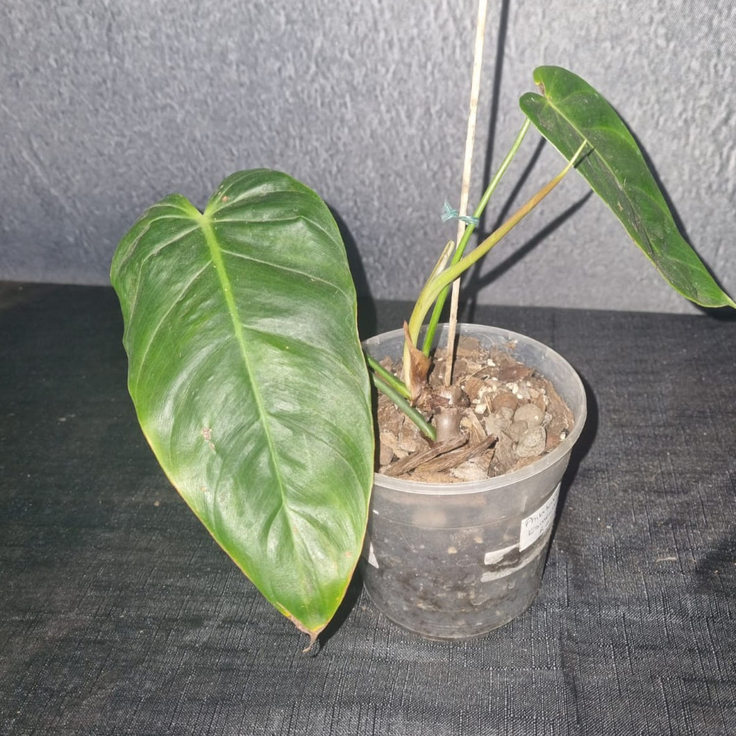 Philodendron | Esmeraldense