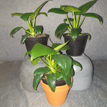 Load image into Gallery viewer, Philodendron | Giganteum Small

