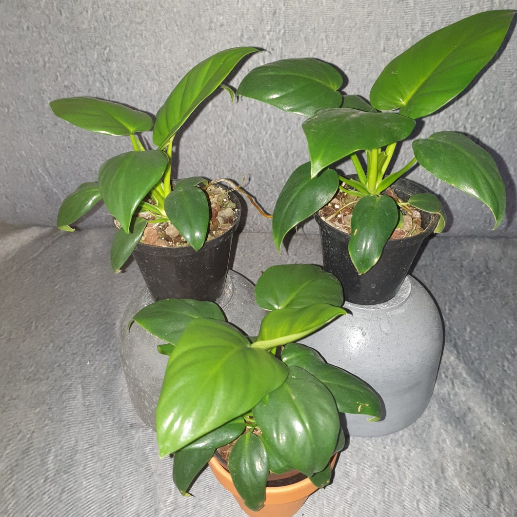 Philodendron | Giganteum Small