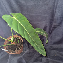 Load image into Gallery viewer, Philodendron | Green Sky
