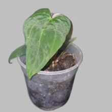Load image into Gallery viewer, Anthurium  Magnificum X Papillilaminum Small
