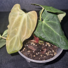 Load image into Gallery viewer, Anthurium  Magnificum X Papillilaminum Small
