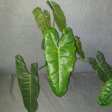 Load image into Gallery viewer, Philodendron | Paraiso Verde B GRADE (Reverted with Possibilities)
