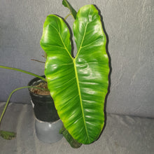 Load image into Gallery viewer, Philodendron | Paraiso Verde B GRADE (Reverted with Possibilities)
