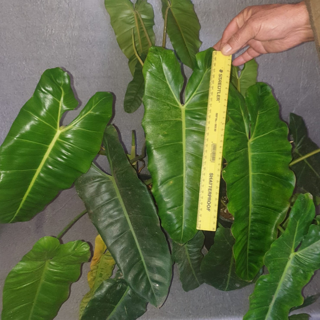 Philodendron | Paraiso Verde B GRADE (Reverted with Possibilities)