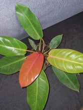Load image into Gallery viewer, Philodendron Prince of Orange Large
