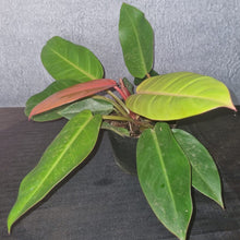 Load image into Gallery viewer, Philodendron Prince of Orange Large
