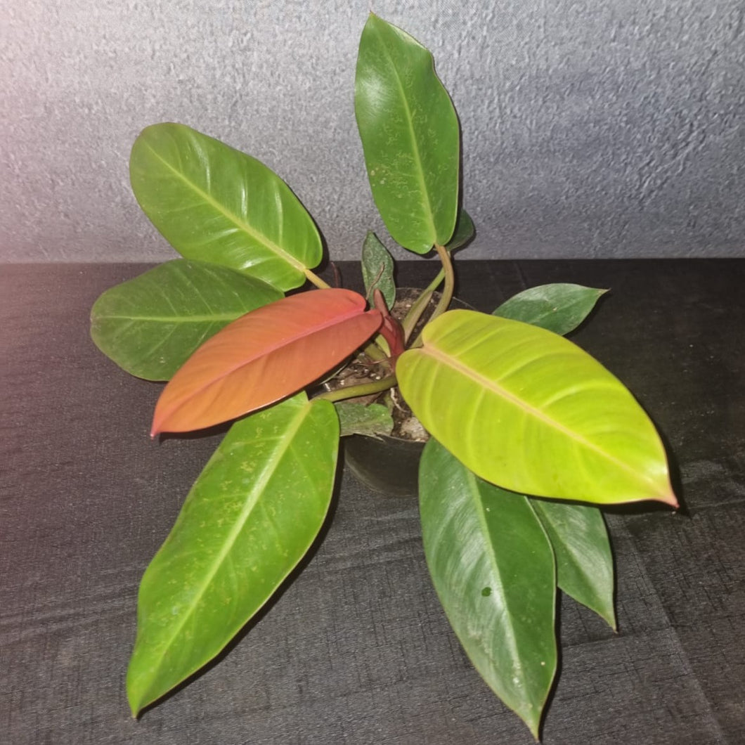 Philodendron Prince of Orange Large