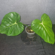 Load image into Gallery viewer, Philodendron | Pastazanum - Large
