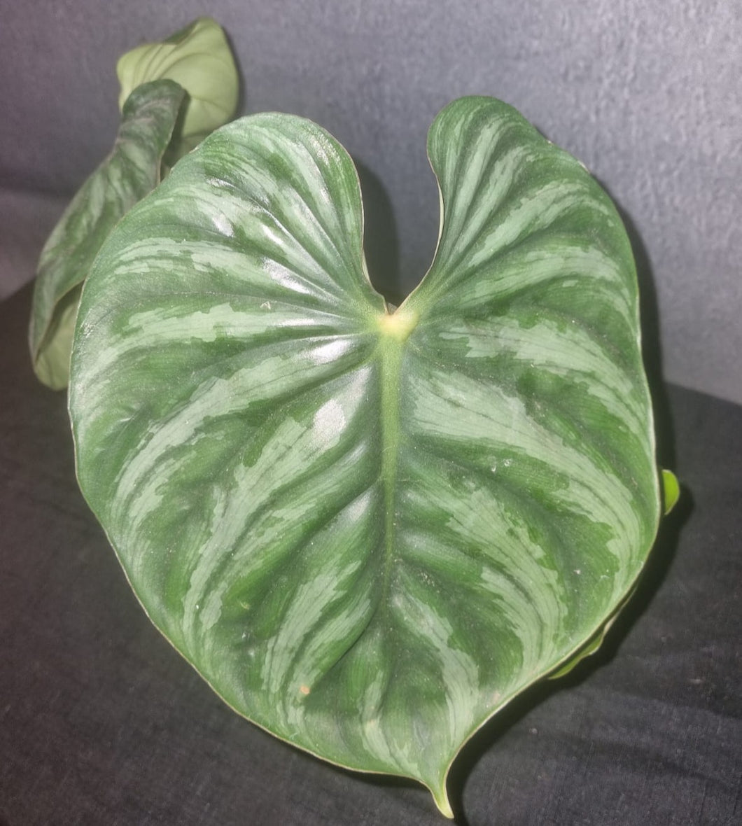 Philodendron | Plowmanii Small