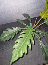 Load image into Gallery viewer, Philodendron | Pluto Large
