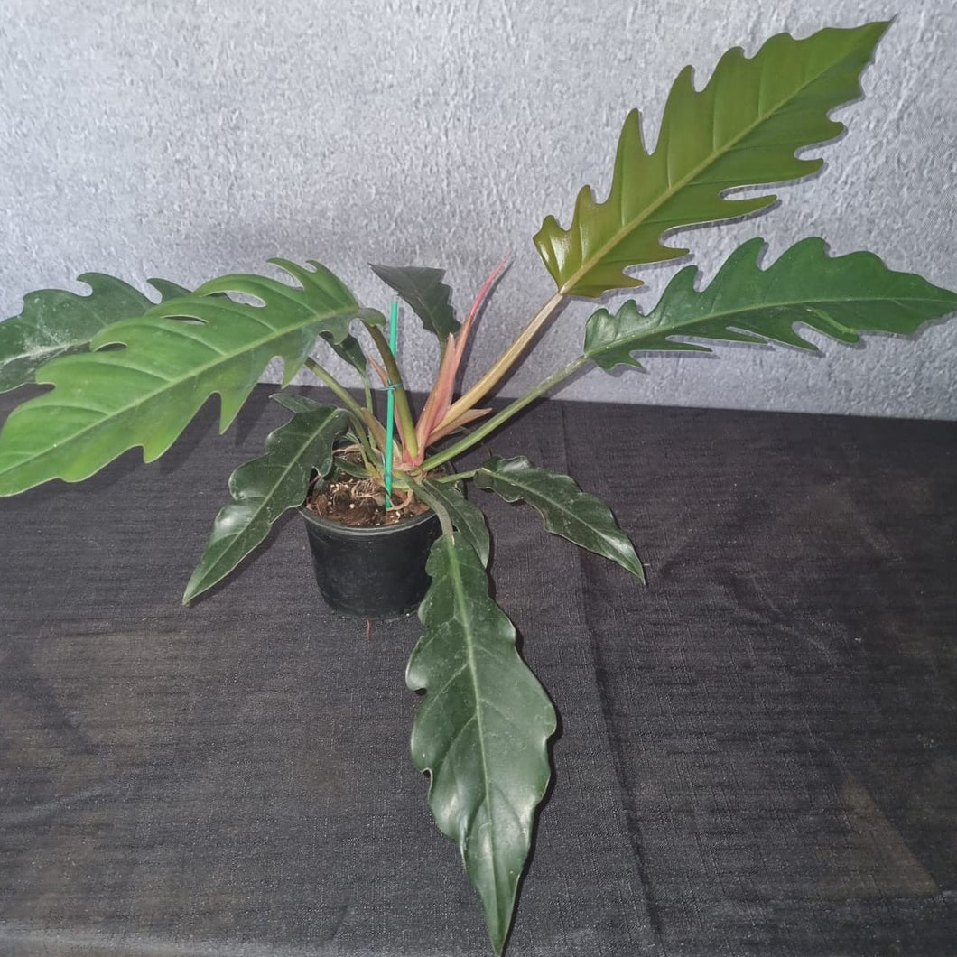 Philodendron | Pluto Large