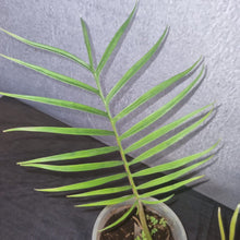 Load image into Gallery viewer, Philodendron Tortum Small
