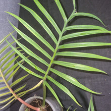 Load image into Gallery viewer, Philodendron Tortum Small

