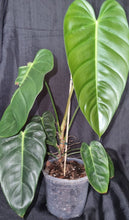 Load image into Gallery viewer, Philodendron | Esmeraldense
