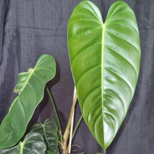 Load image into Gallery viewer, Philodendron | Esmeraldense
