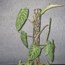 Load image into Gallery viewer, Philodendron | Verrucosum Fire
