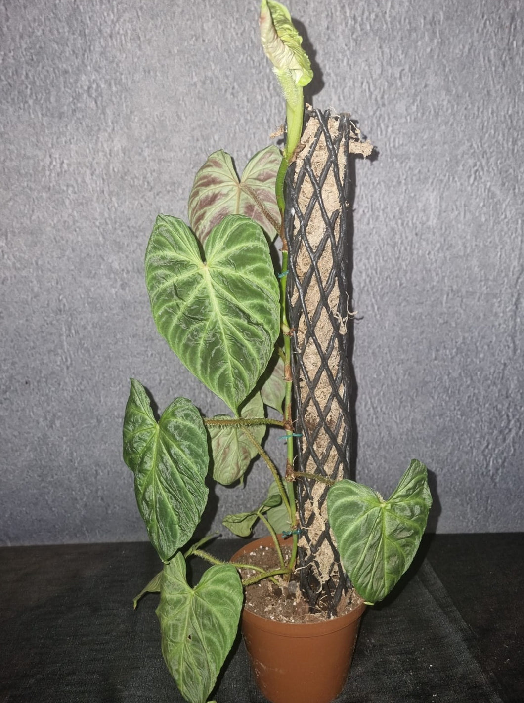 Philodendron | Verrucosum Fire