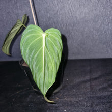 Load image into Gallery viewer, Philodendron | Glorious Small
