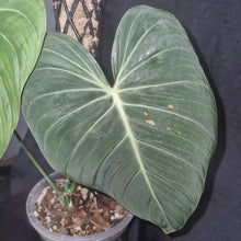 Load image into Gallery viewer, Philodendron | Glorious (3 Leaf)
