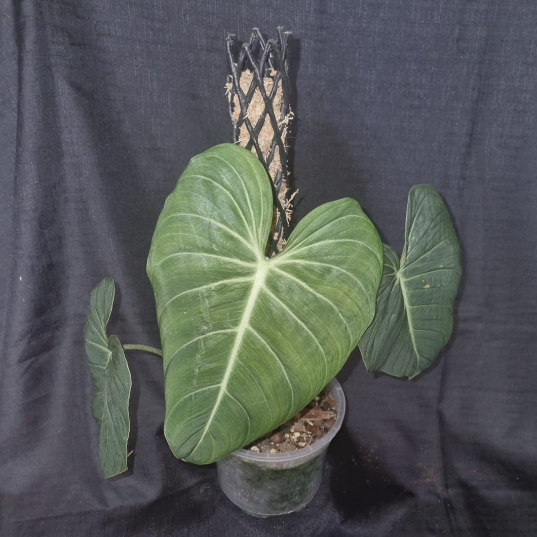 Philodendron | Glorious (3 Leaf)
