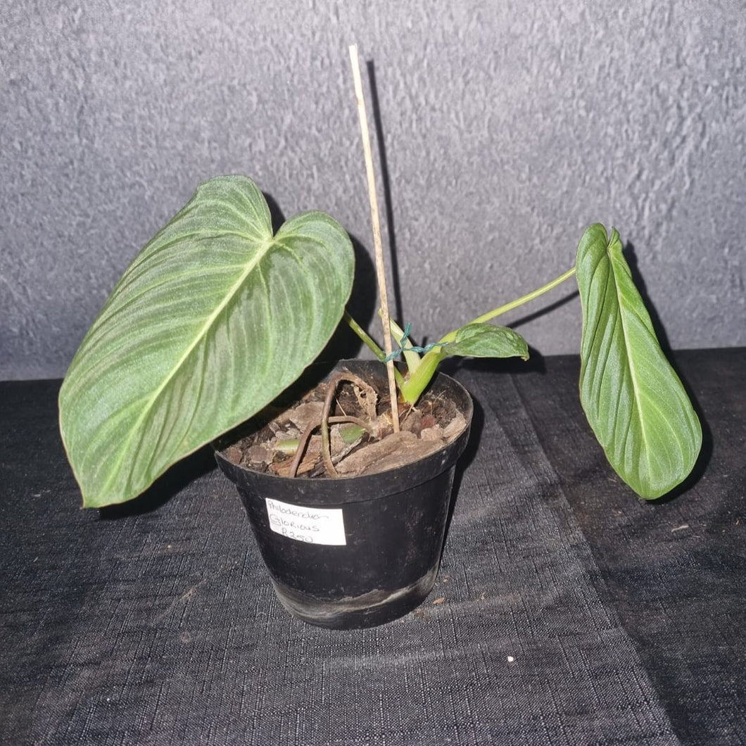 Philodendron | Glorious Small