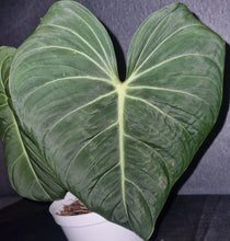 Load image into Gallery viewer, Philodendron | Glorious Medium
