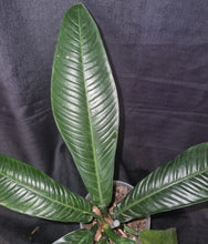 Load image into Gallery viewer, Philodendron Lynette &quot;Campii&quot;
