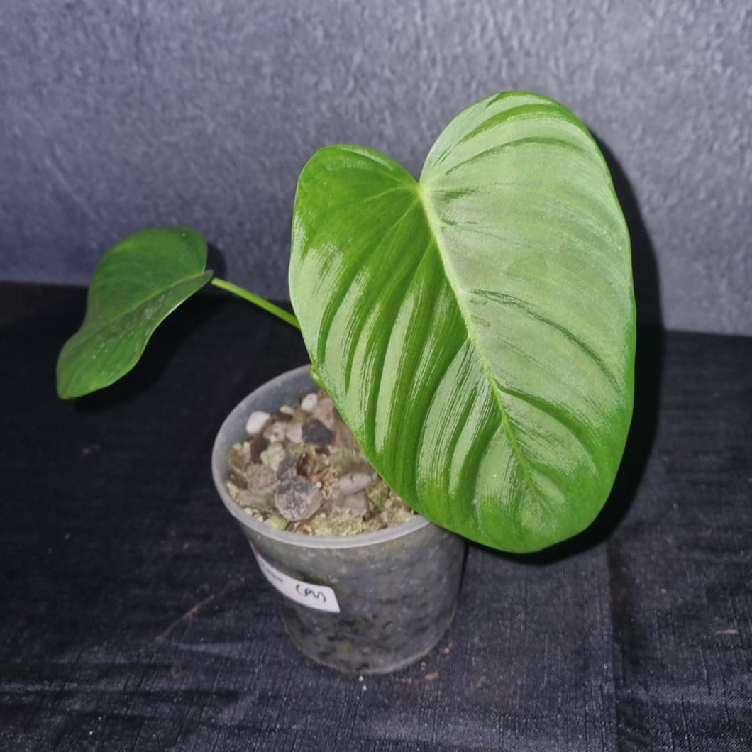 Philodendron | Lynamii Green