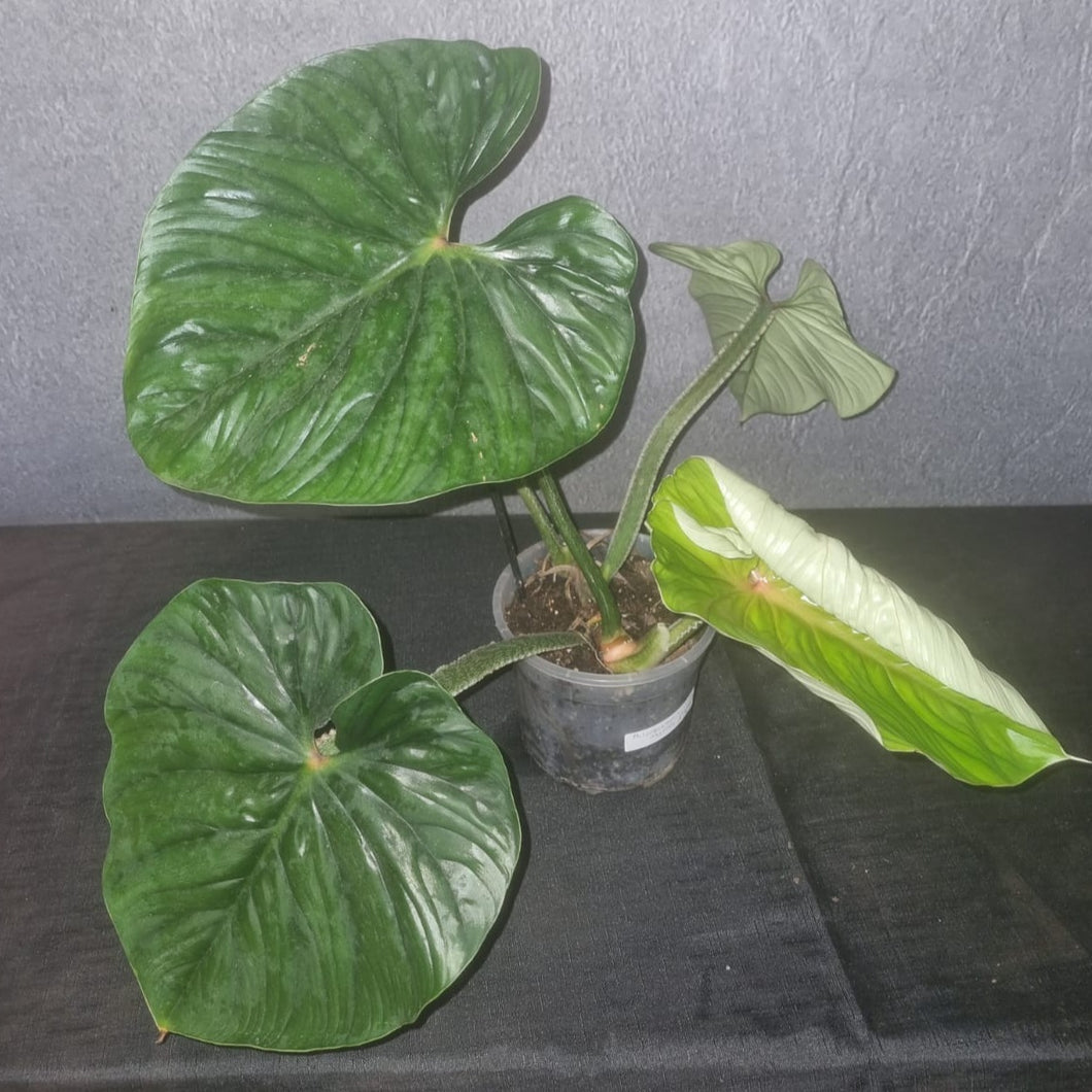Philodendron | Mamei Large