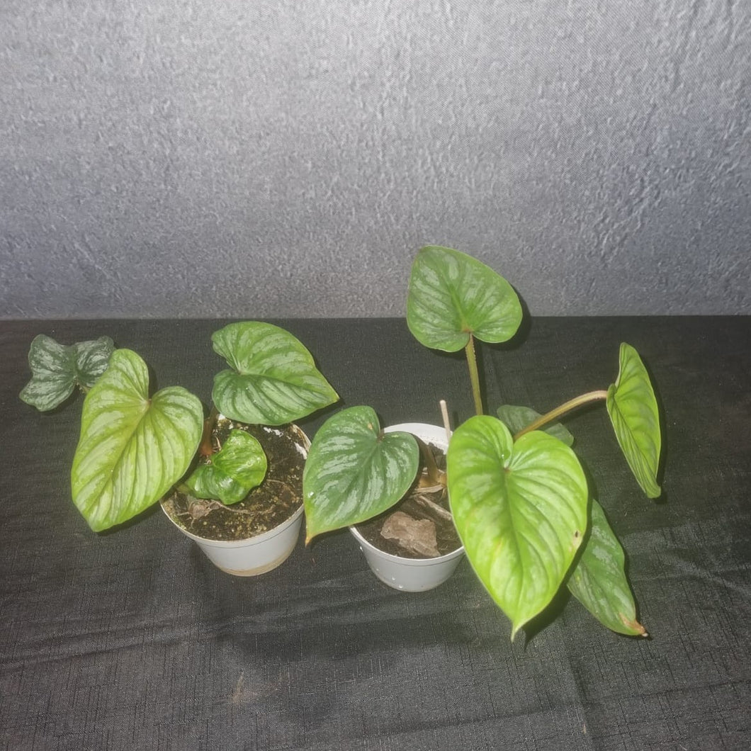 Philodendron | Mamei Small